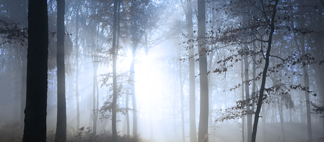 Sunlight shining through foggy forest trees.