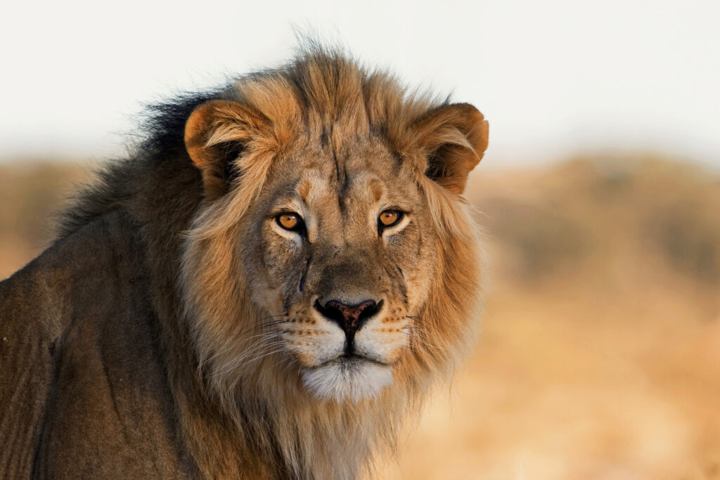 Lion gazing in savannah landscape.